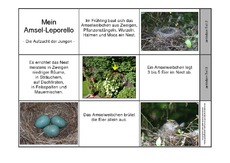 Leporello-Amsel-Aufzucht-1.pdf